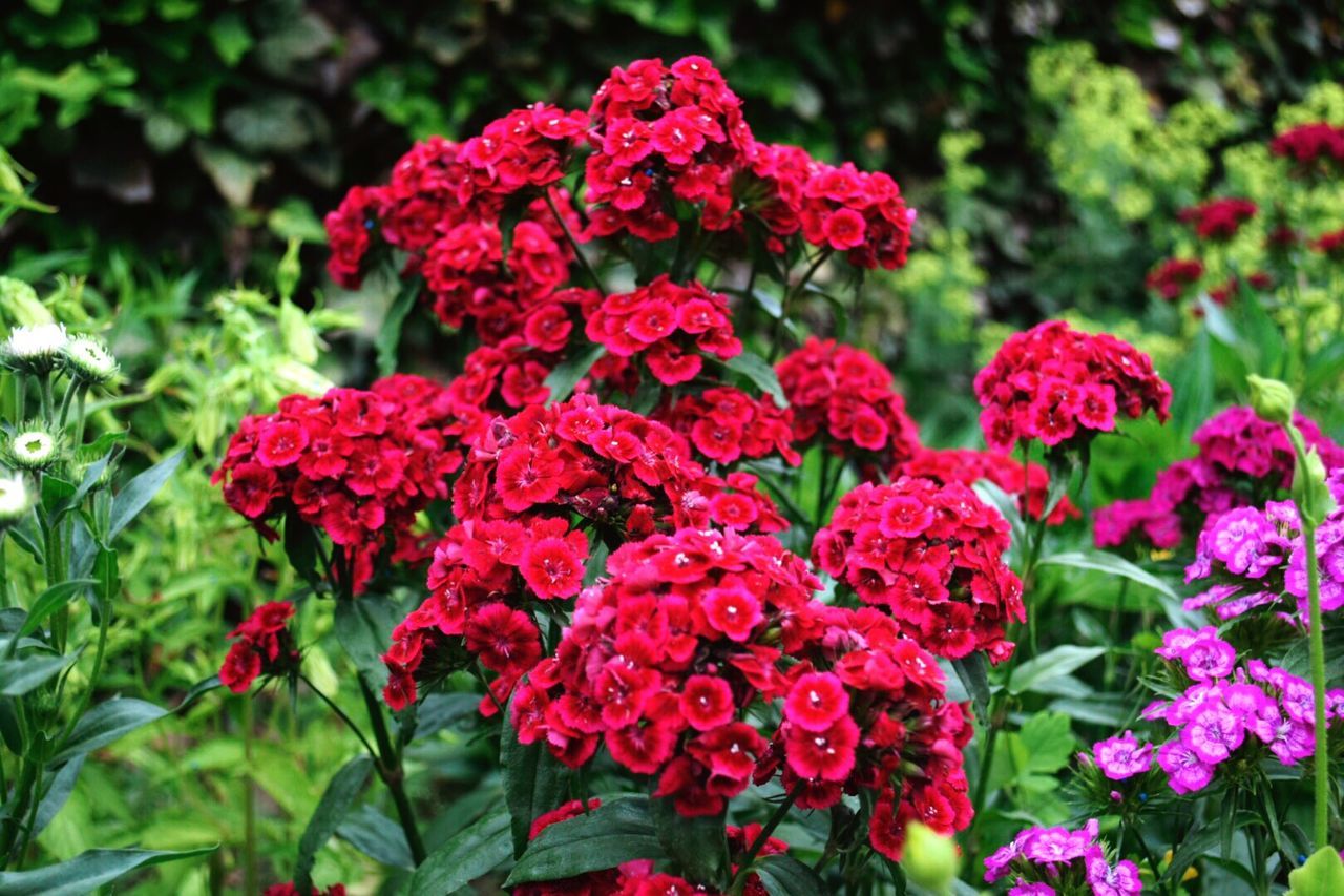 CLOSE-UP OF RED FLOWERS ON PLANT