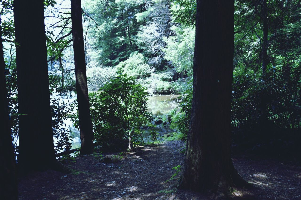 VIEW OF TREES