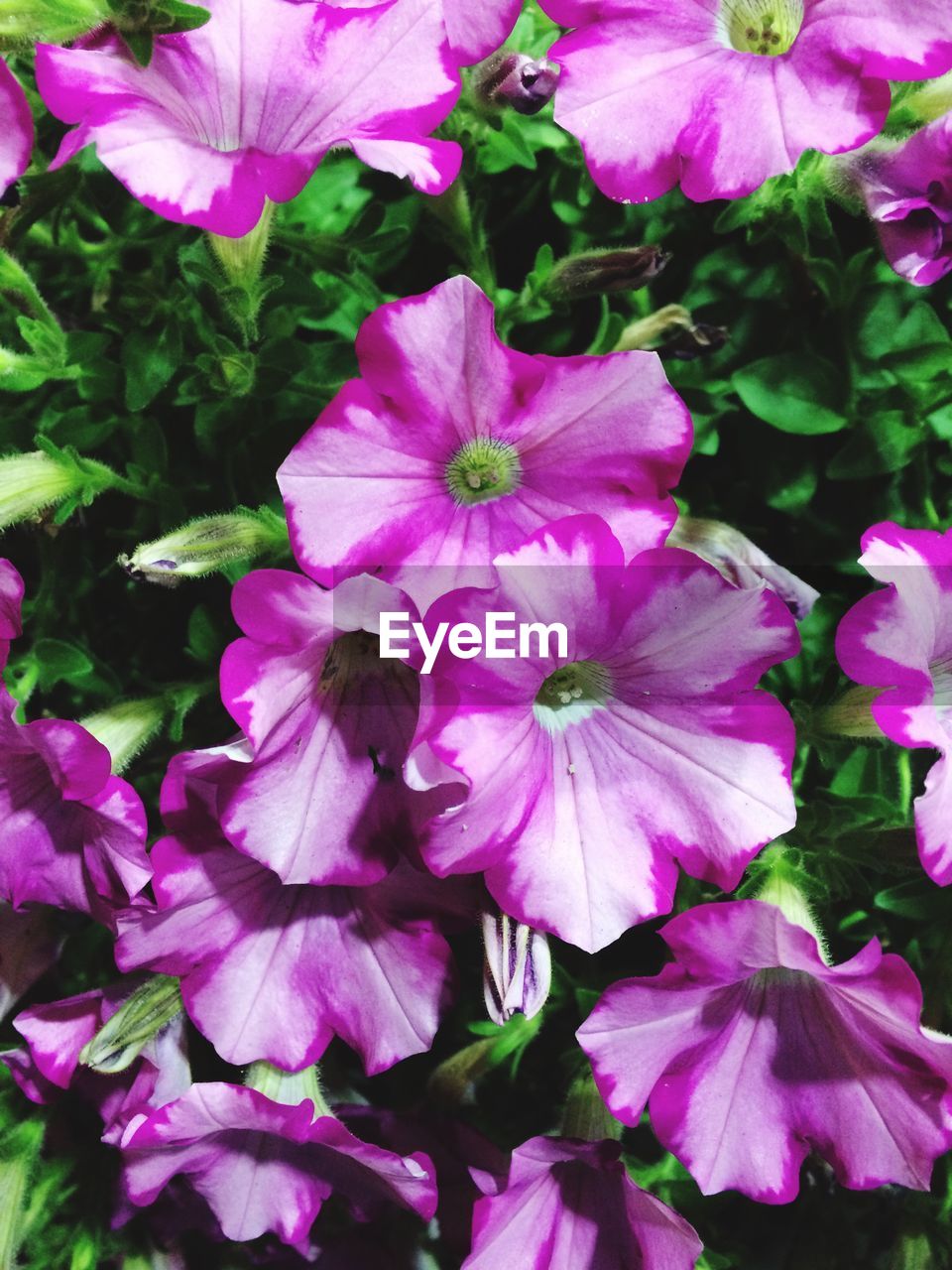 Close-up of pink petunia flowers blooming in park