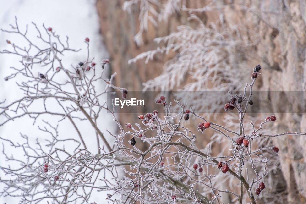 CLOSE-UP OF SNOW ON PLANT