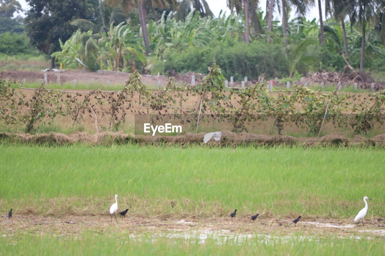 VIEW OF BIRDS ON GRASSY FIELD