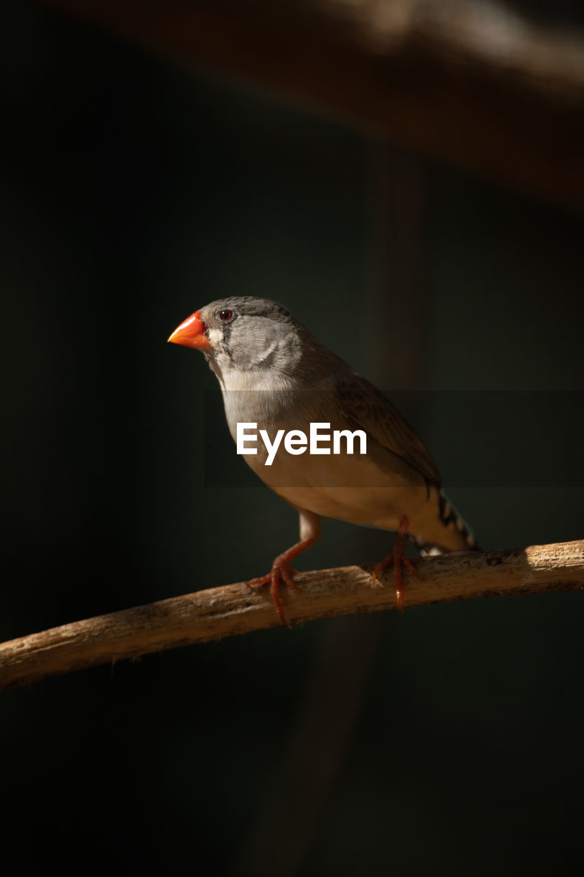 Zebra finch on branch in dappled sunlight