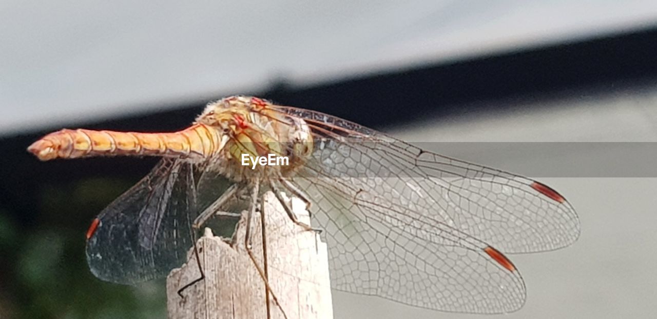 CLOSE-UP OF DRAGONFLY ON WOODEN POST