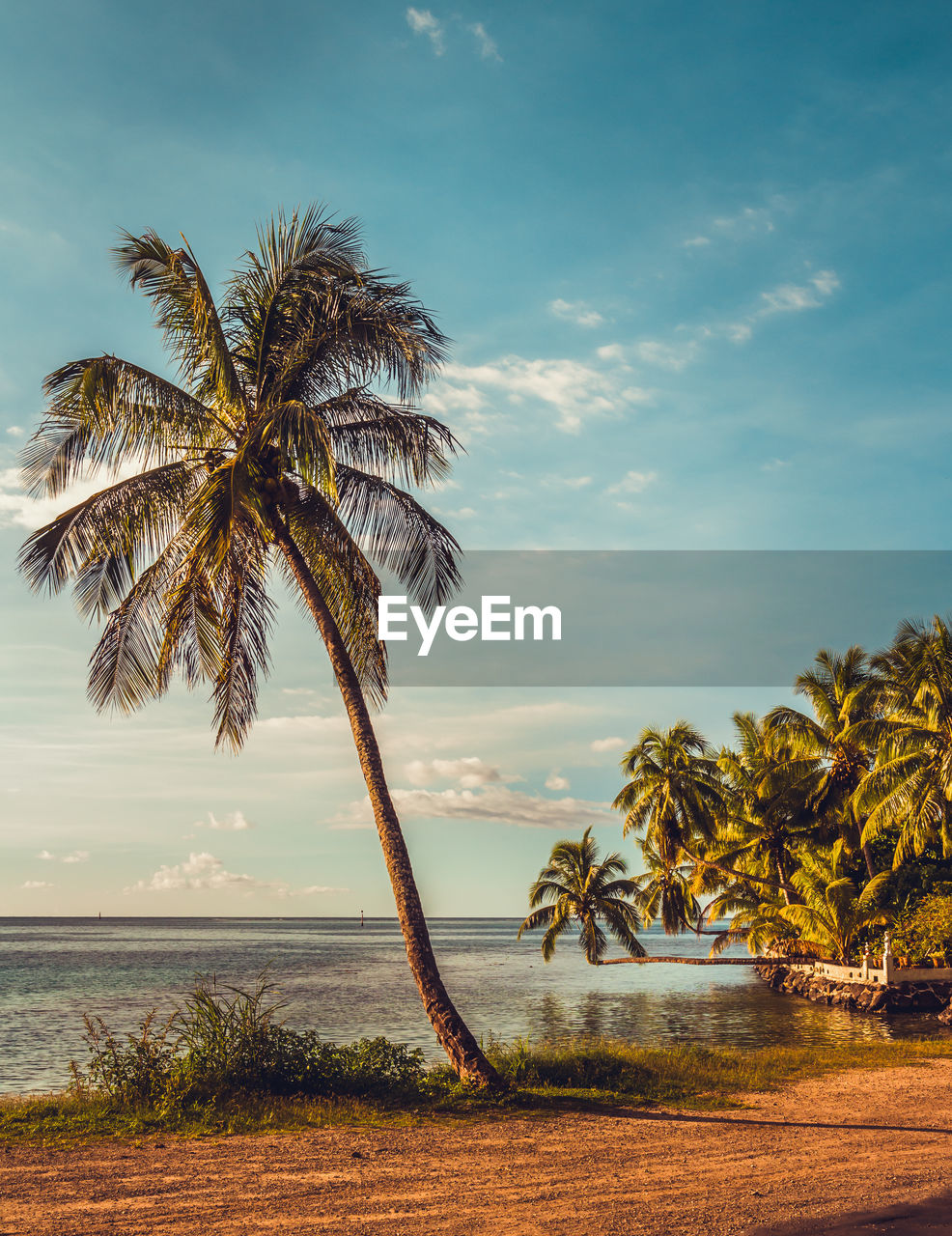 Palm trees on beach against sky
