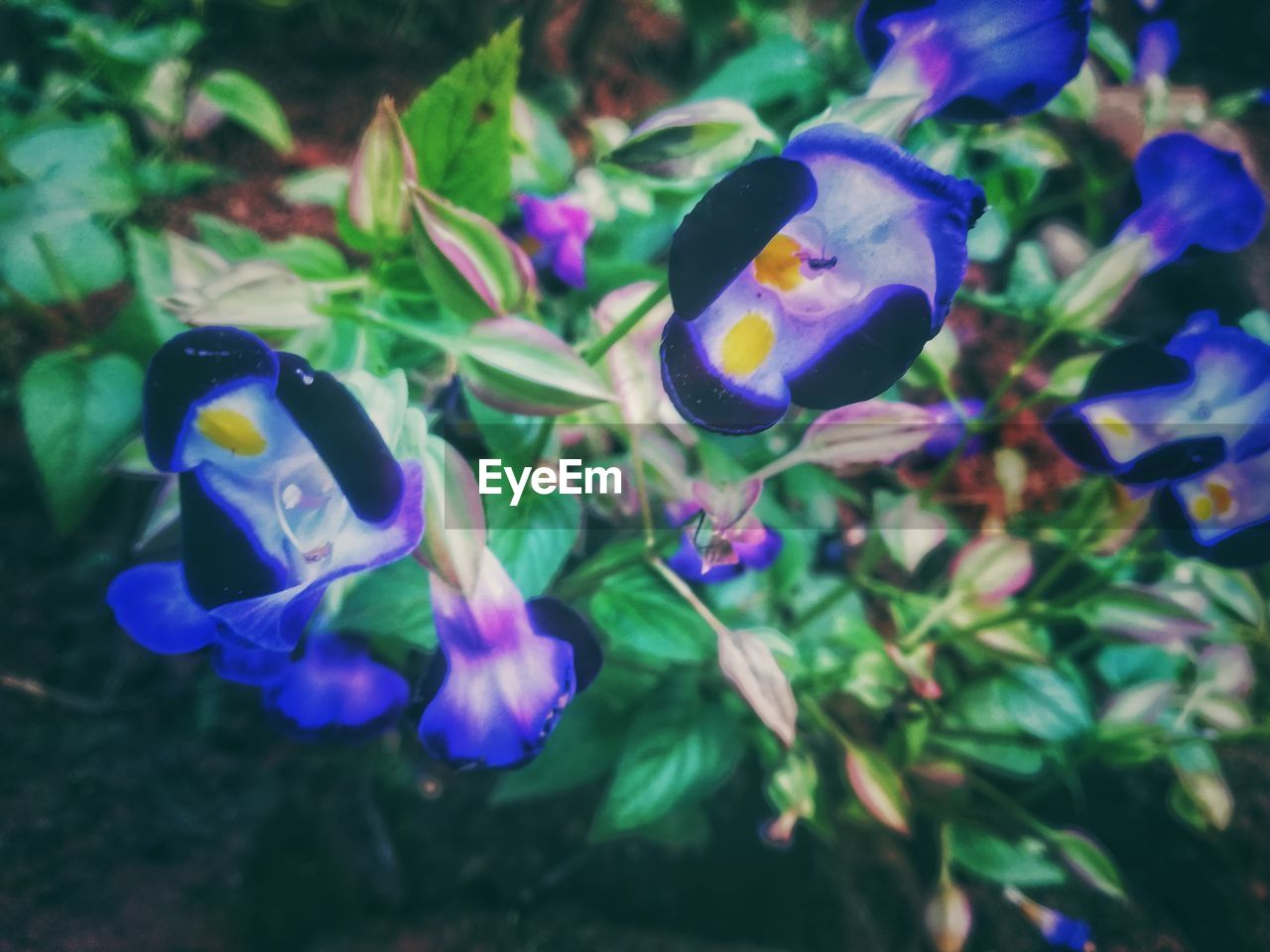 CLOSE-UP OF PURPLE FLOWER IN SEA