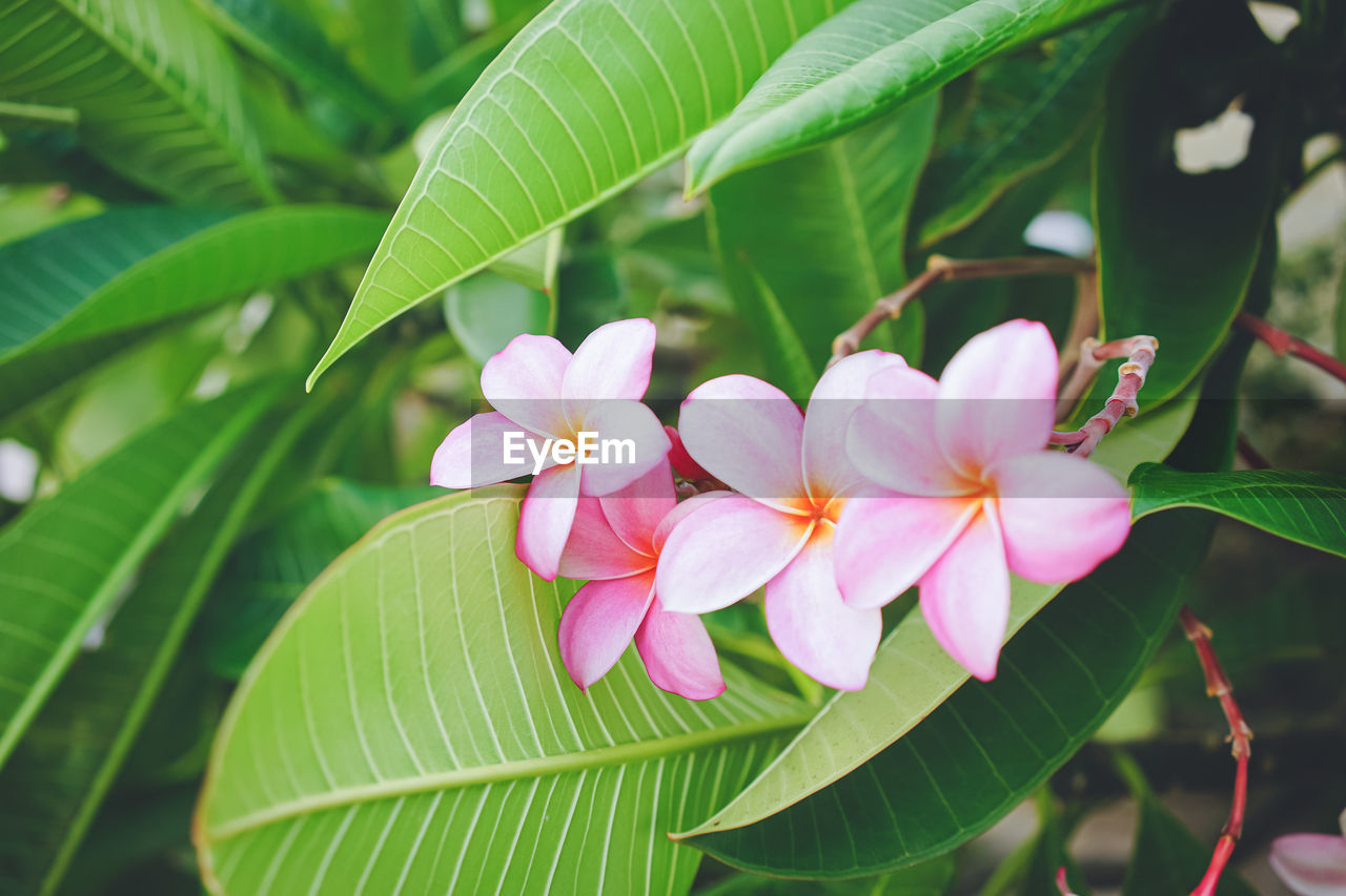 plant, leaf, plant part, flower, flowering plant, beauty in nature, freshness, nature, green, close-up, pink, petal, growth, fragility, tropical climate, no people, flower head, tree, frangipani, inflorescence, outdoors, blossom, environment, macro photography, botany, focus on foreground, springtime, day