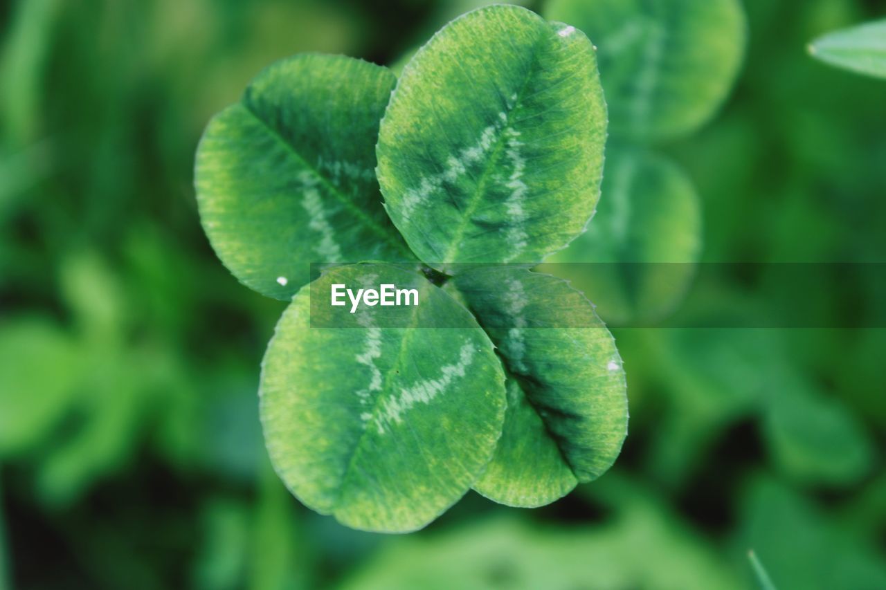 CLOSE-UP OF FRESH GREEN PLANT