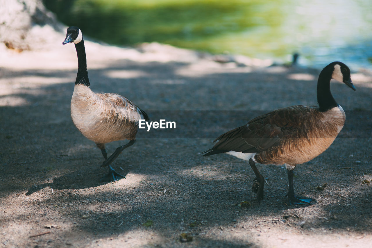 Canada geese on field