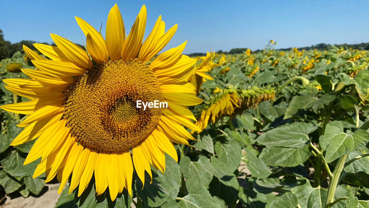 sunflower, plant, flower, yellow, flowering plant, flower head, beauty in nature, field, growth, freshness, nature, sky, sunflower seed, landscape, inflorescence, petal, rural scene, land, agriculture, leaf, plant part, fragility, crop, environment, no people, clear sky, farm, asterales, close-up, summer, blue, scenics - nature, vibrant color, sunny, outdoors, day, sunlight, vegetarian food, springtime, pollen, botany, blossom, abundance, green, cloud, tranquility, seed, horizon, horizon over land