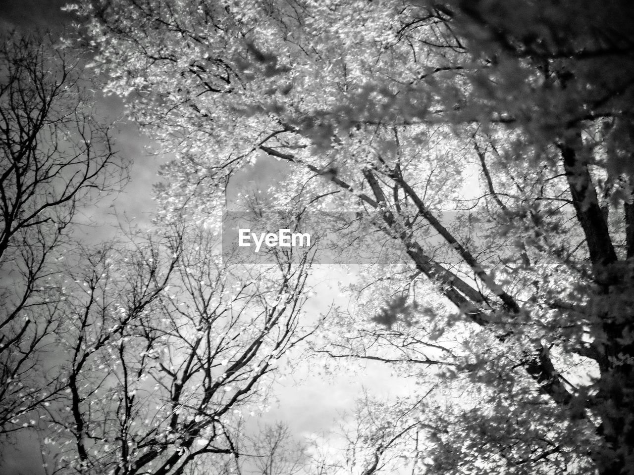 LOW ANGLE VIEW OF TREES AGAINST SKY