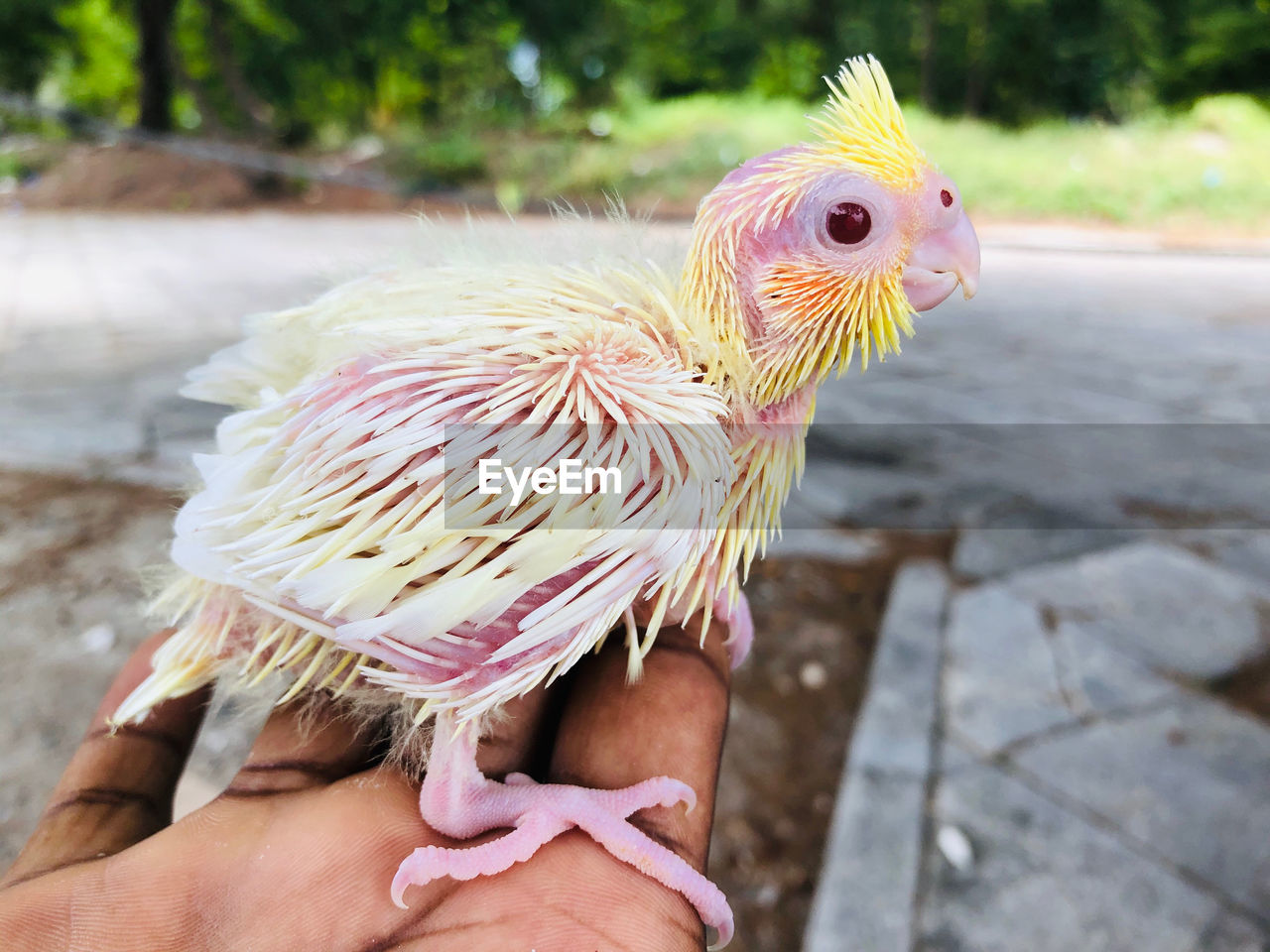 Close-up of hand holding bird