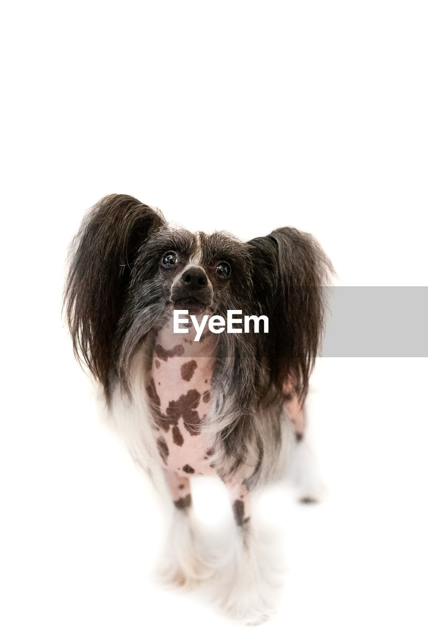 pet, mammal, one animal, canine, dog, domestic animals, animal themes, animal, cut out, white background, lap dog, studio shot, portrait, cute, carnivore, indoors, white, animal hair, brown, animal body part, looking at camera, no people, young animal, fun