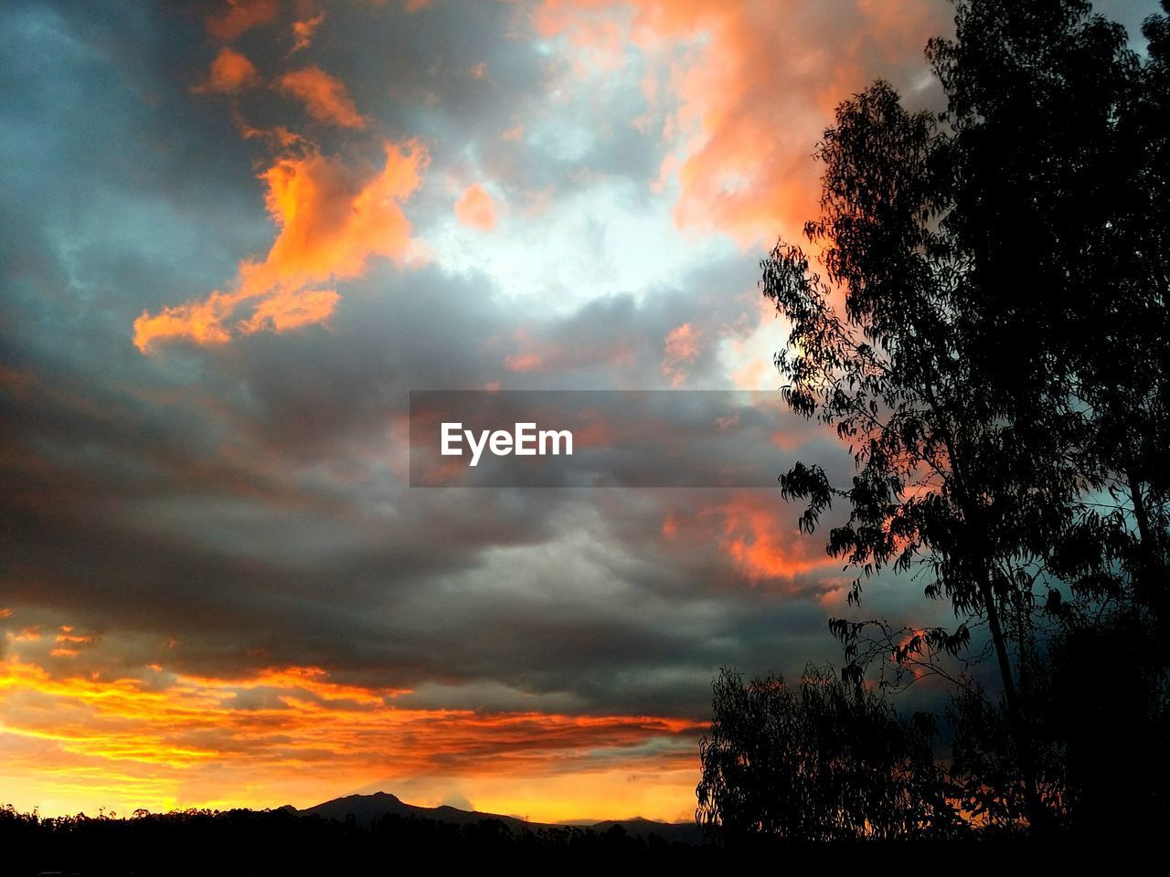 HIGH SECTION OF SILHOUETTE TREES AGAINST CLOUDY SKY