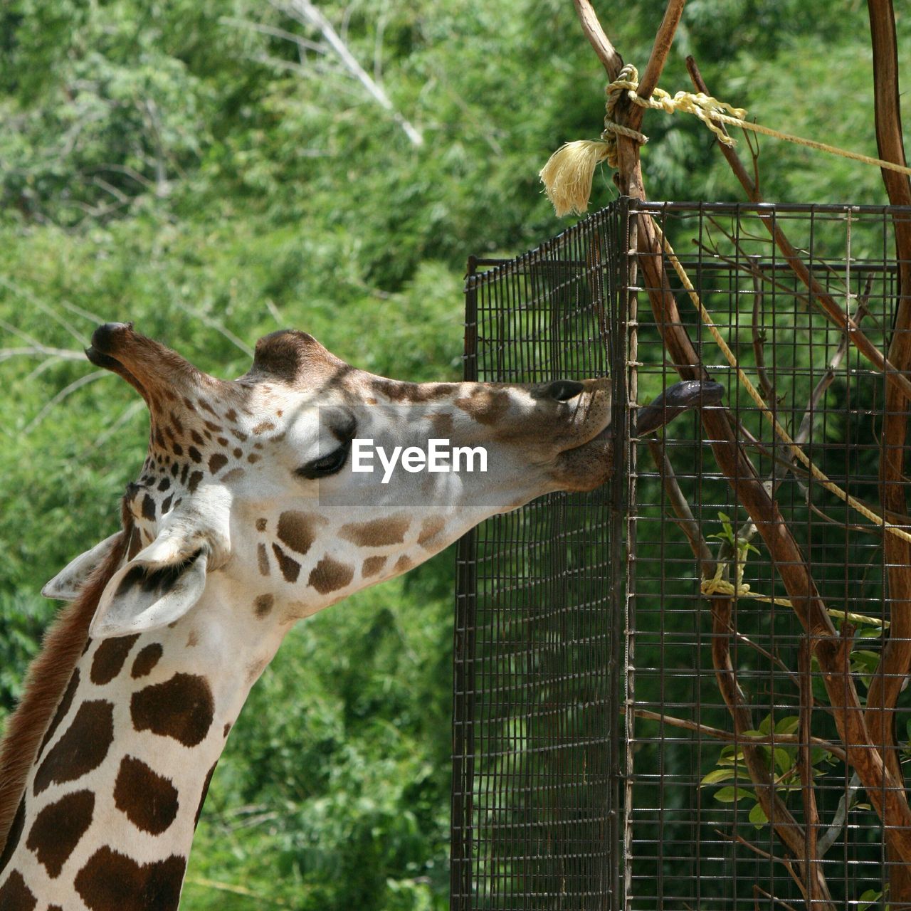 Giraffe eating plant through fence during sunny day