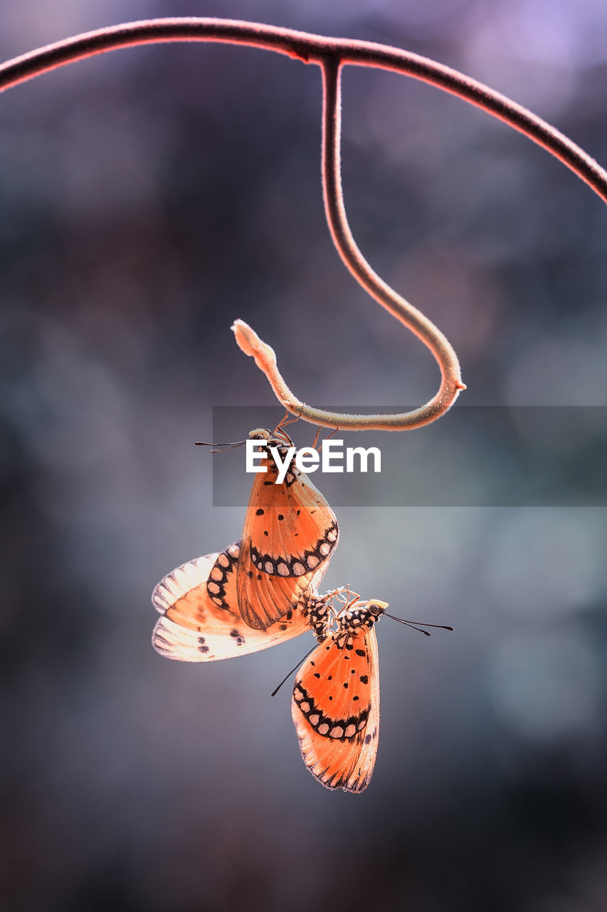 Close-up of butterflies on plant stem