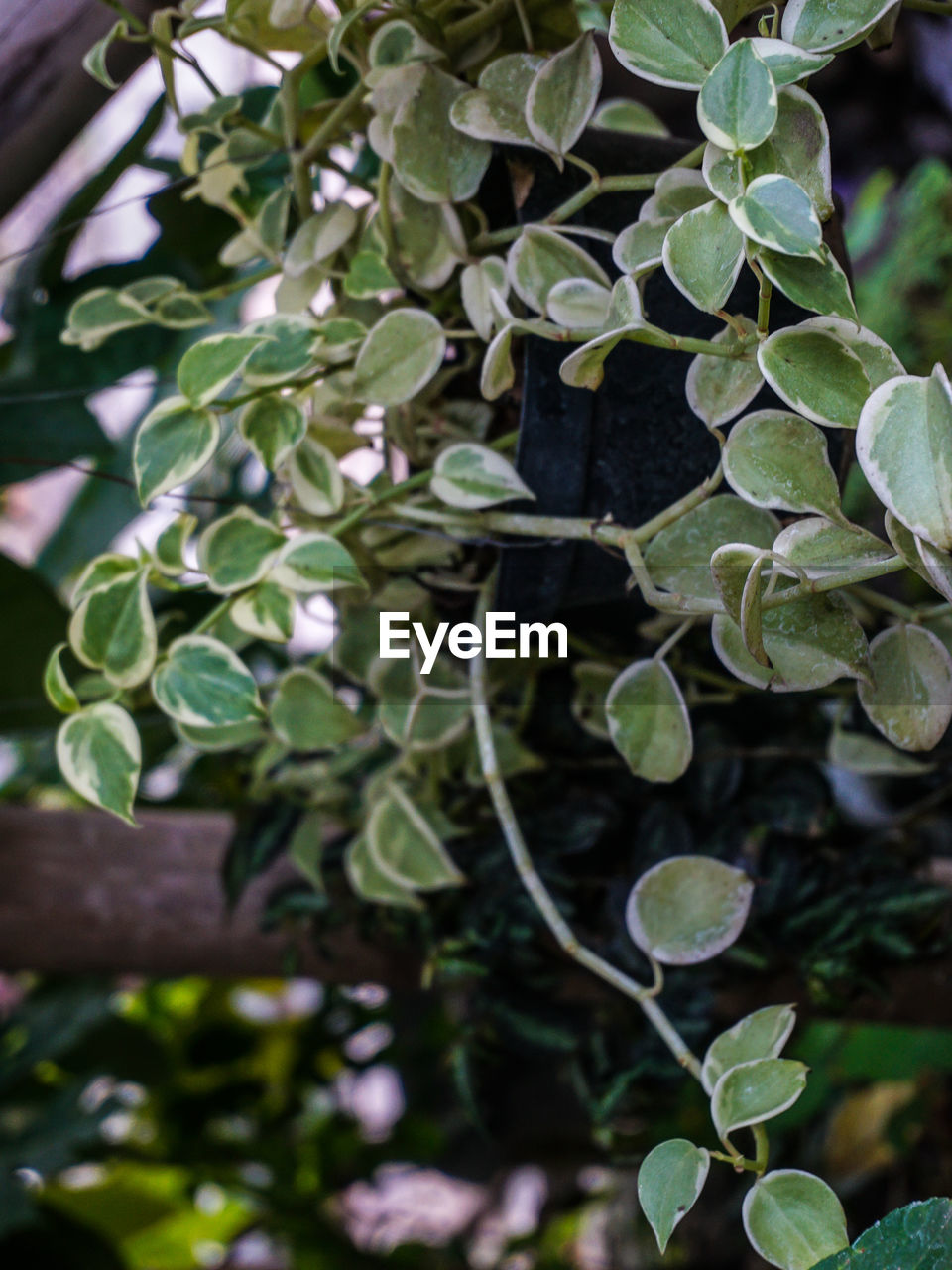 HIGH ANGLE VIEW OF LEAVES