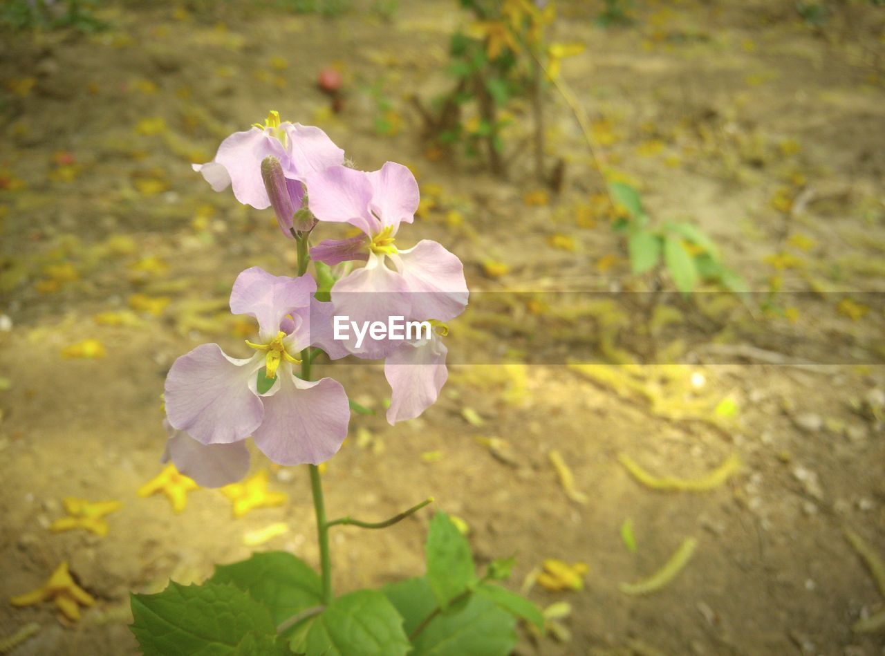 CLOSE-UP OF PINK FLOWERS BLOOMING