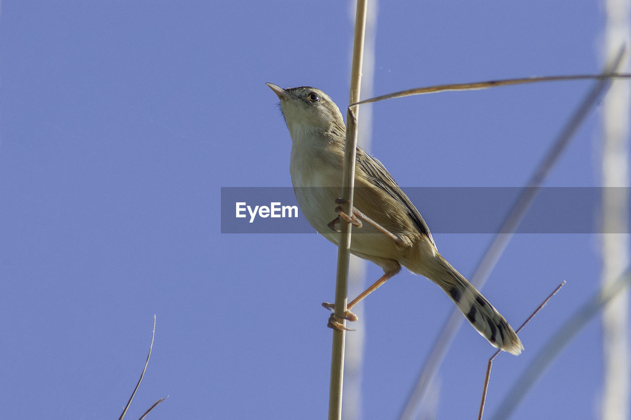 Small bird perched on a stem.