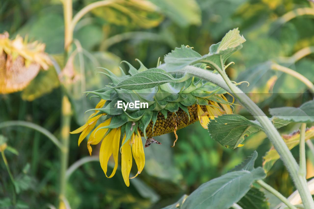 CLOSE-UP OF YELLOW FLOWERING PLANT DURING RAINY SEASON