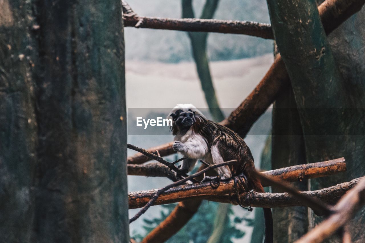 CLOSE-UP OF MONKEY PERCHING ON BRANCH