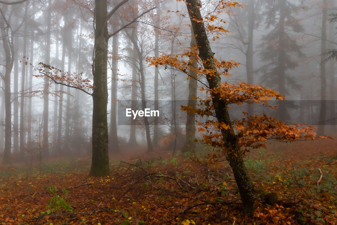 Tree in foggy forest