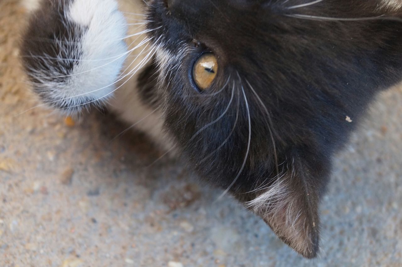 HIGH ANGLE CLOSE-UP OF CAT