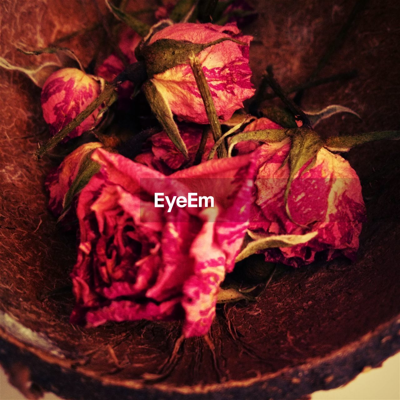 Close-up of dried flowers