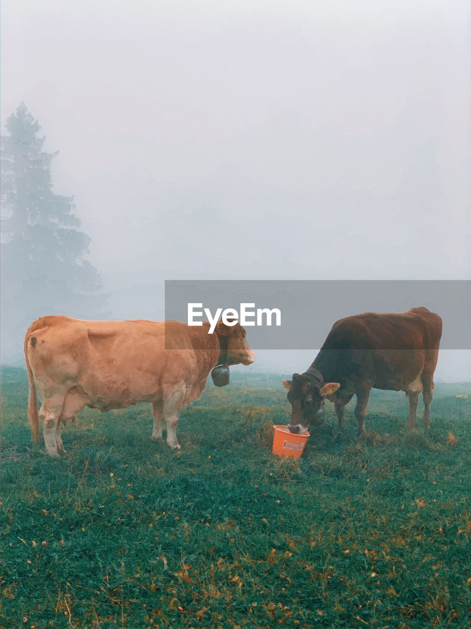 Two cows eating grass in the alps