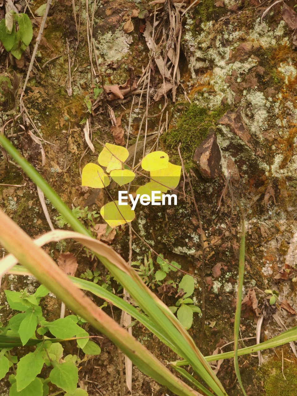 HIGH ANGLE VIEW OF YELLOW FLOWERING PLANT IN FOREST