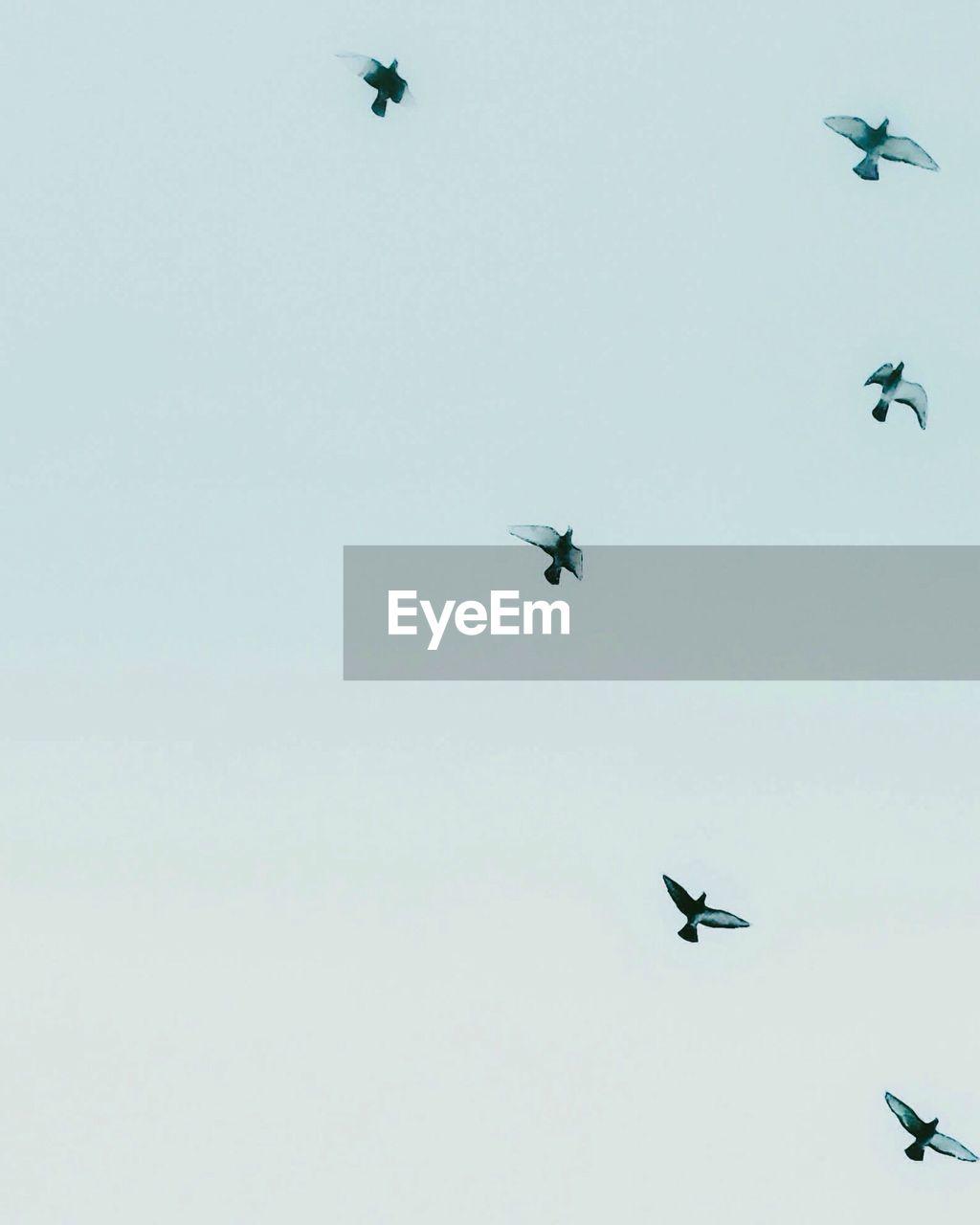 LOW ANGLE VIEW OF BIRDS FLYING AGAINST CLEAR SKY