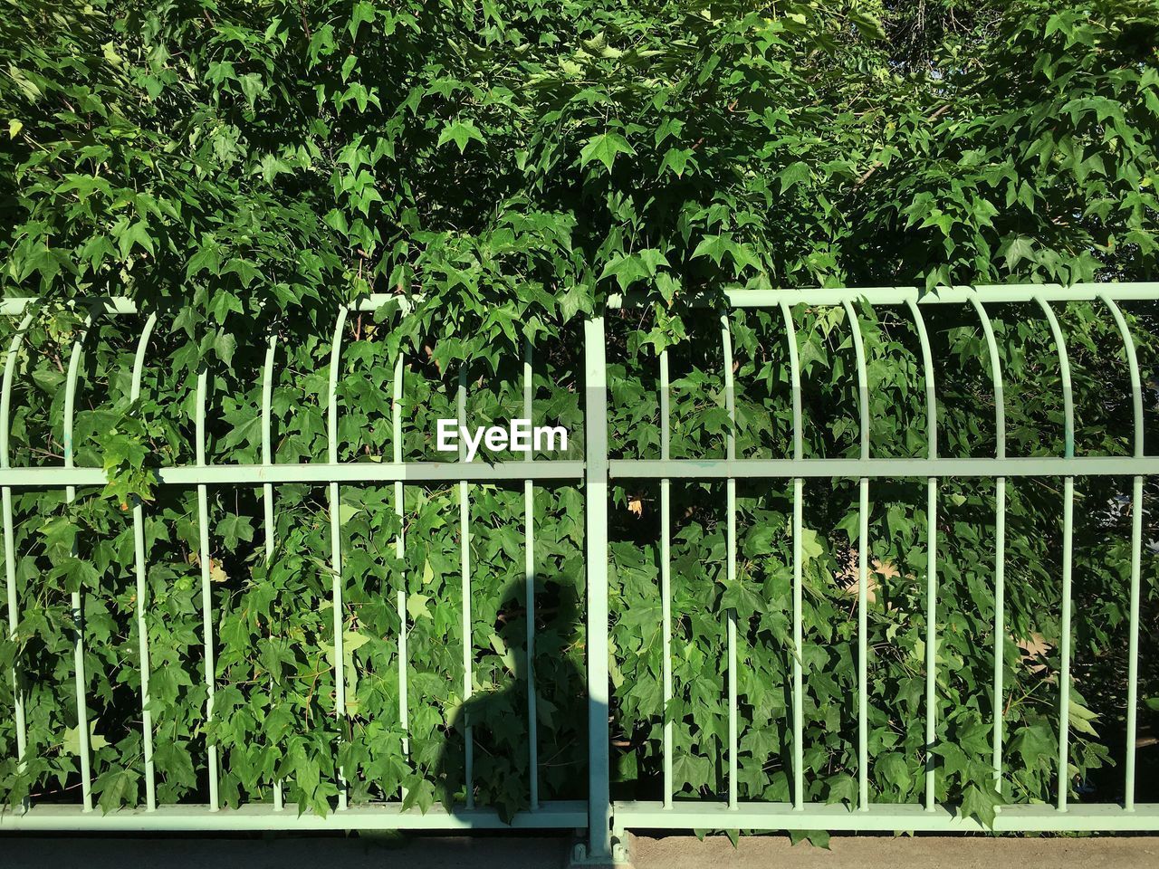 TREES AGAINST GREEN PLANTS