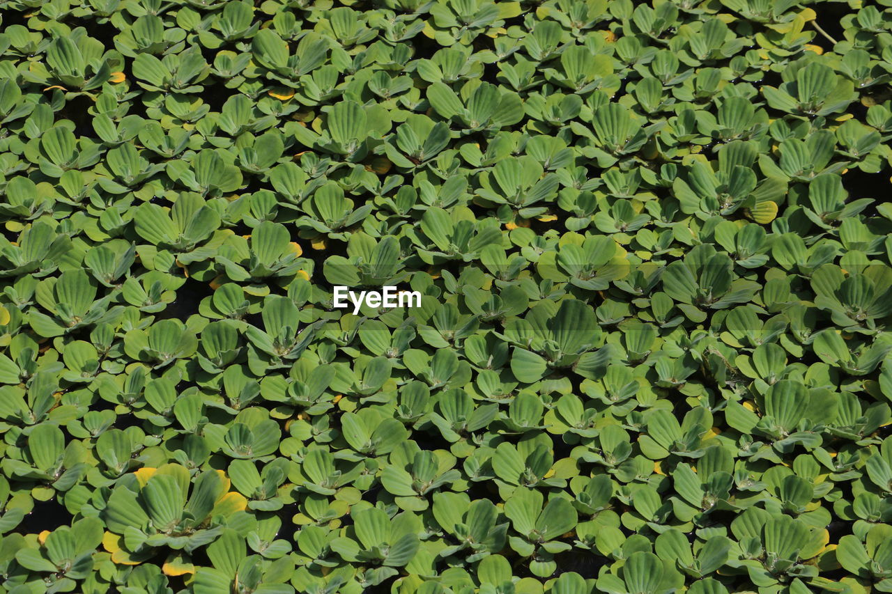 FULL FRAME SHOT OF LEAVES FLOATING ON WATER FIELD