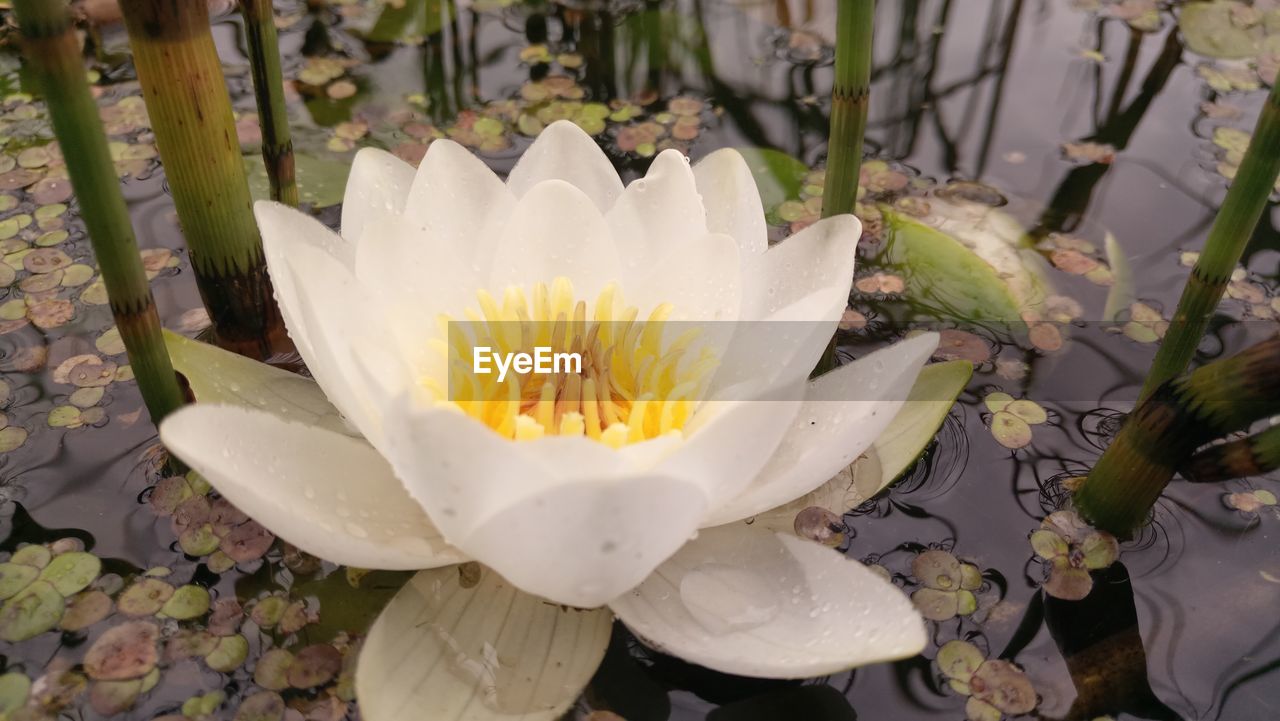 CLOSE-UP OF WATER LILY BLOOMING IN GARDEN