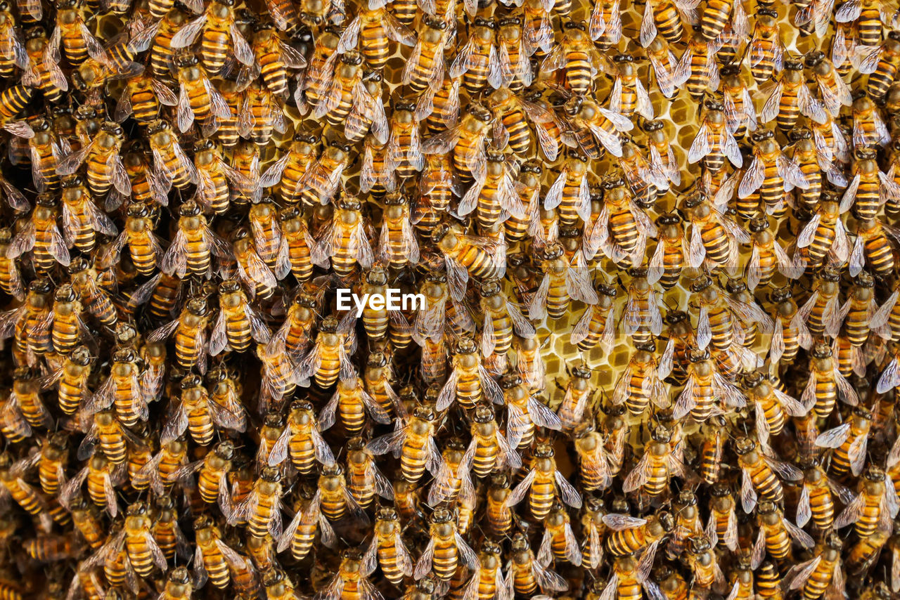 Group of bees working on honeycombs in beehives in an apiary 