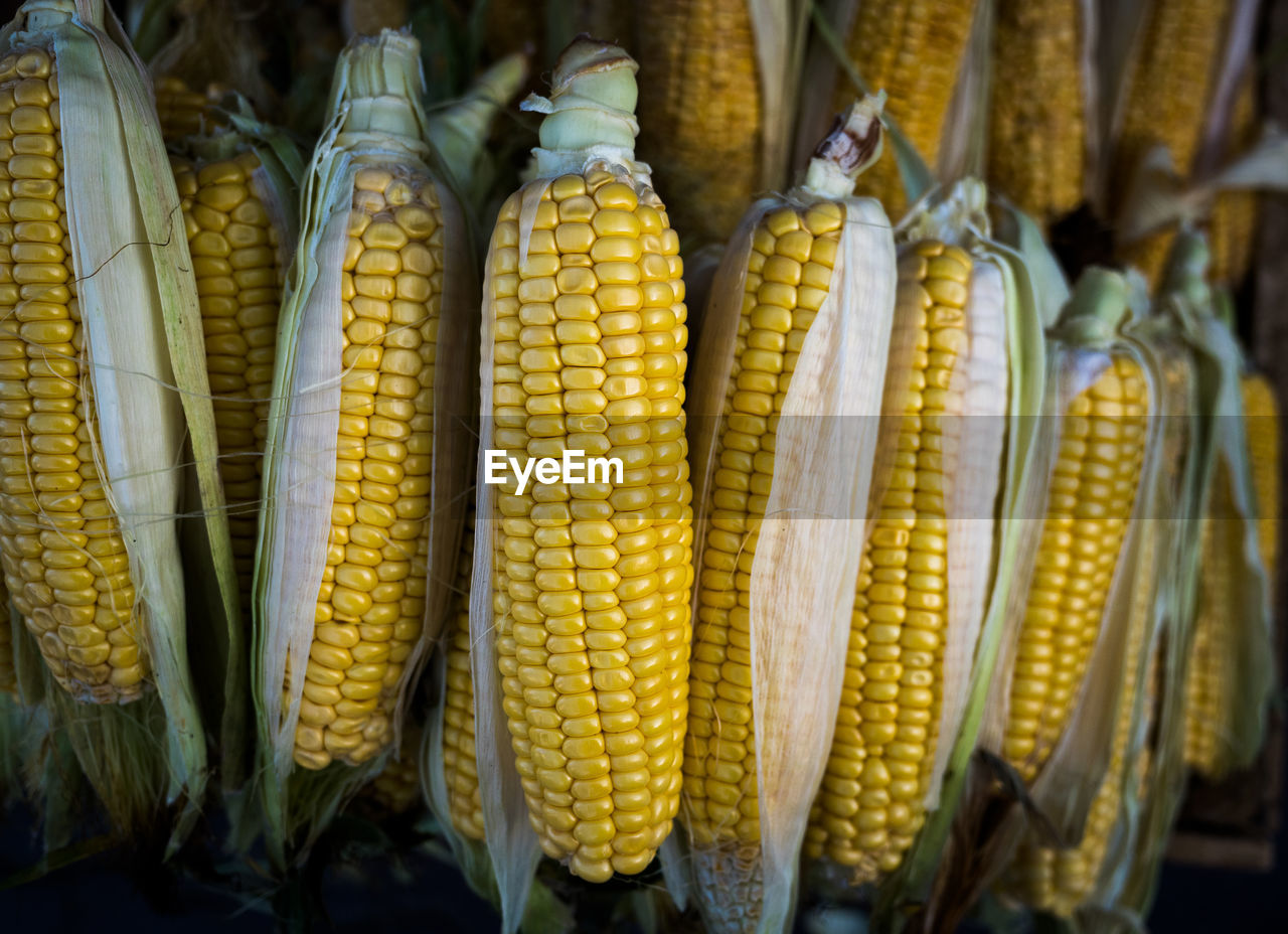 Close-up of corn cobs