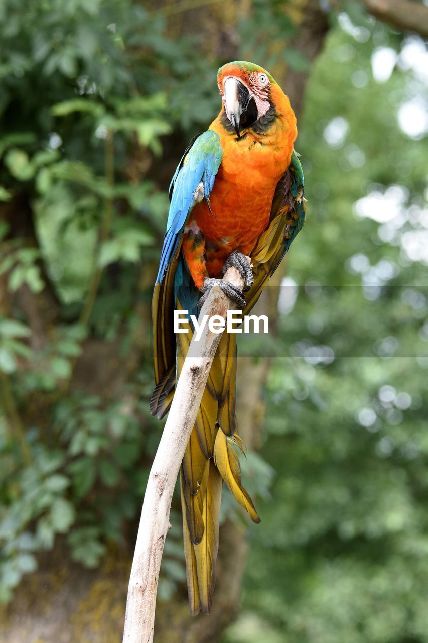 CLOSE-UP OF A BIRD PERCHING ON TREE