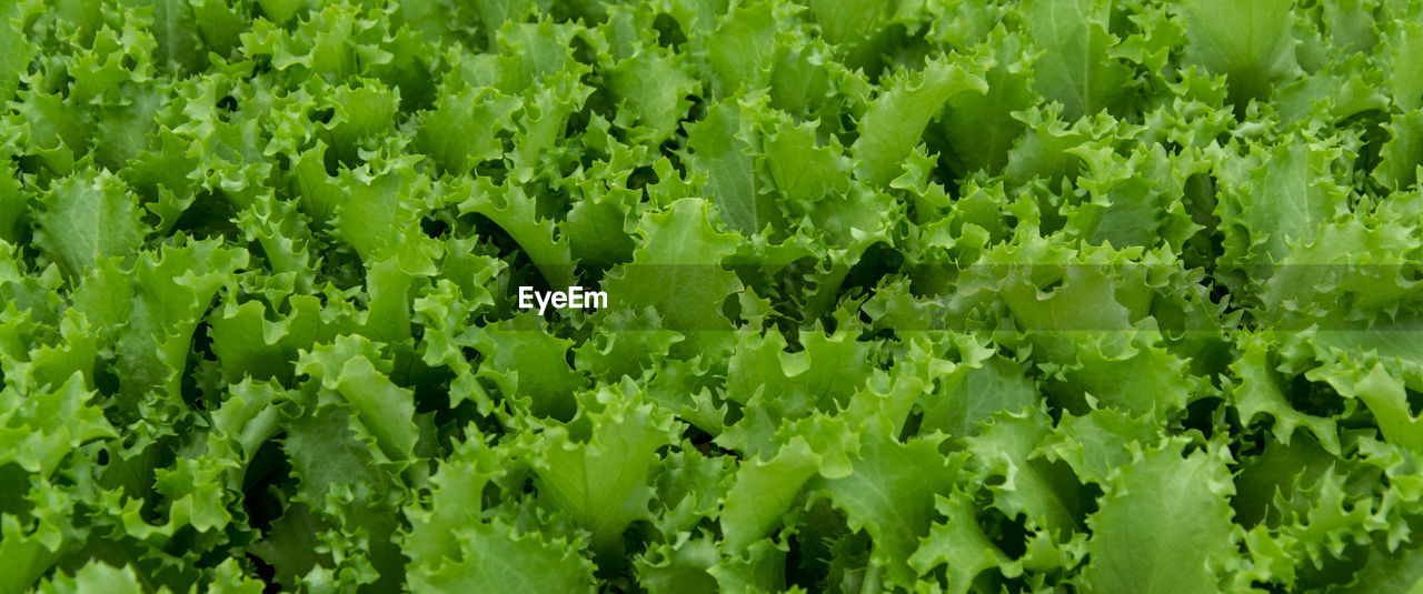 FULL FRAME SHOT OF PLANTS