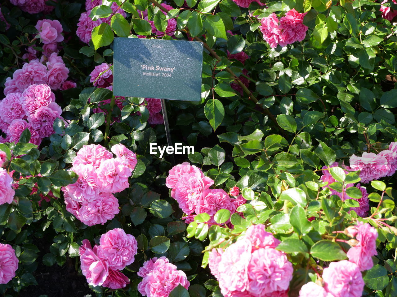 CLOSE-UP OF PINK FLOWERING PLANTS WITH TEXT AND LEAVES