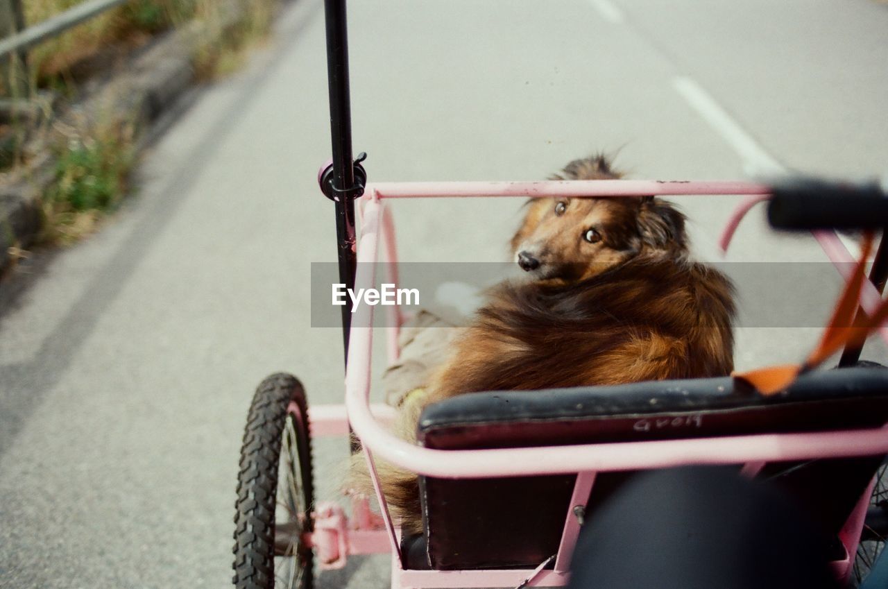 High angle view of dog sitting on vehicle