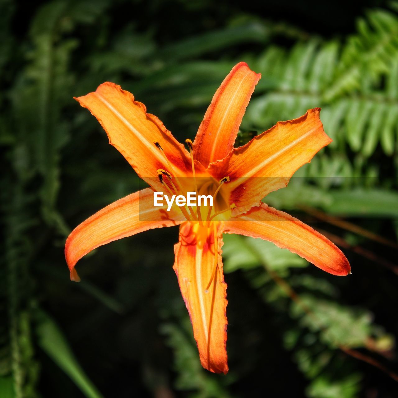 Close-up of orange lily blooming outdoors