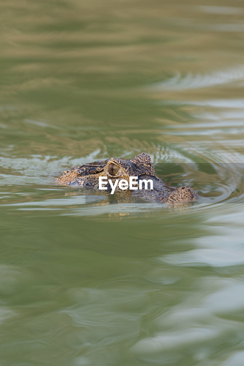 Close-up of caiman swimming in pond