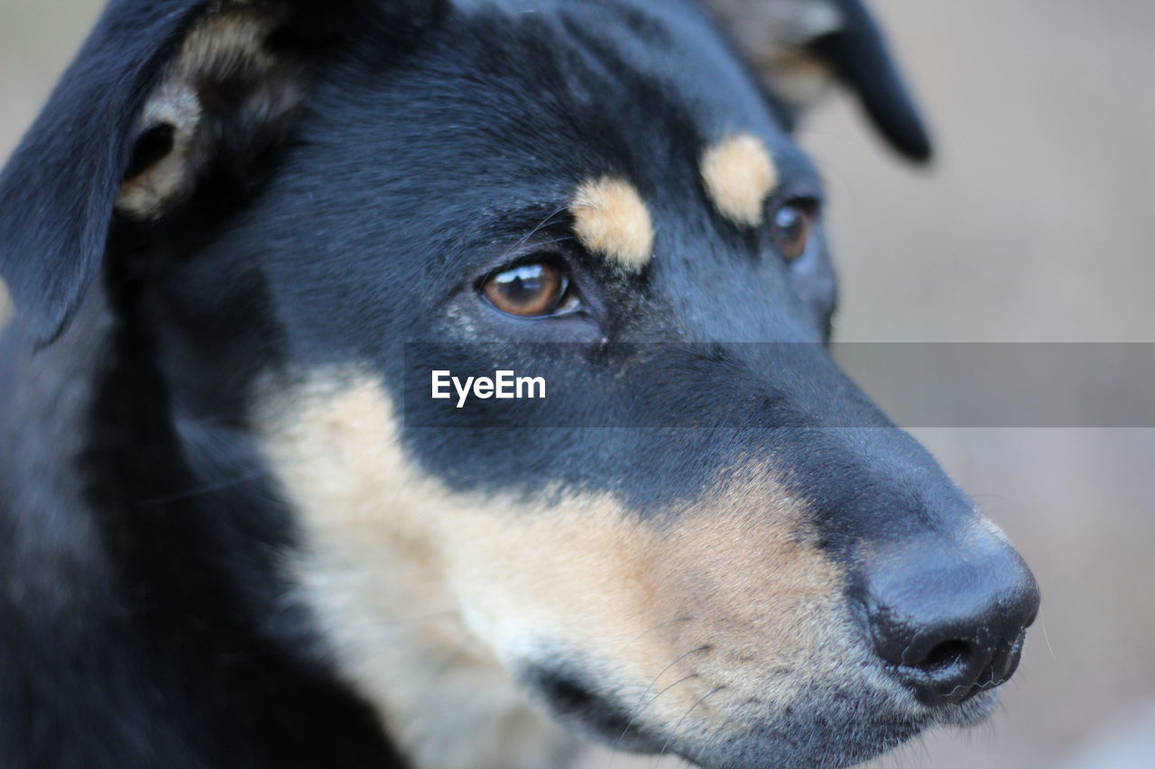 Close-up of dog looking away