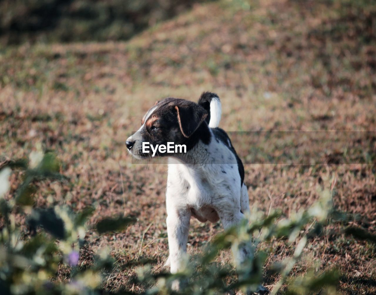 Dog looking away on field