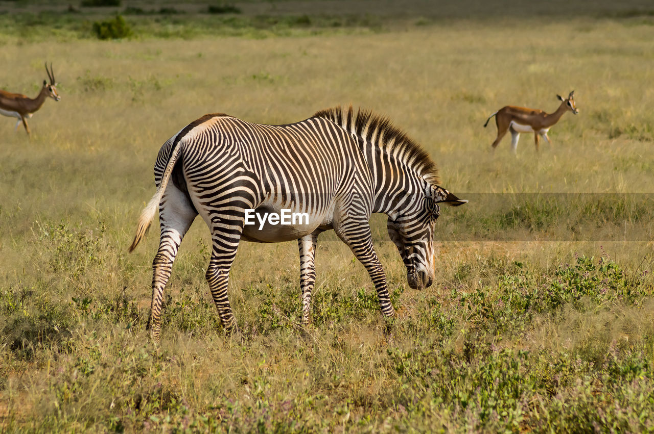 Isolated zebra walking in the savannah of samburu park in central kenya