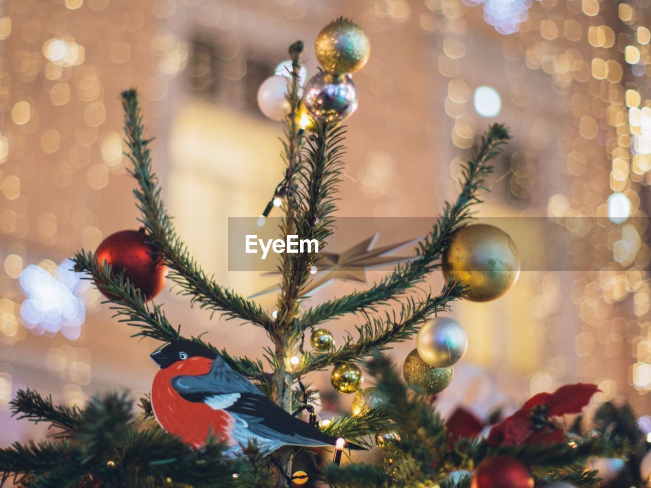 Close-up of christmas tree