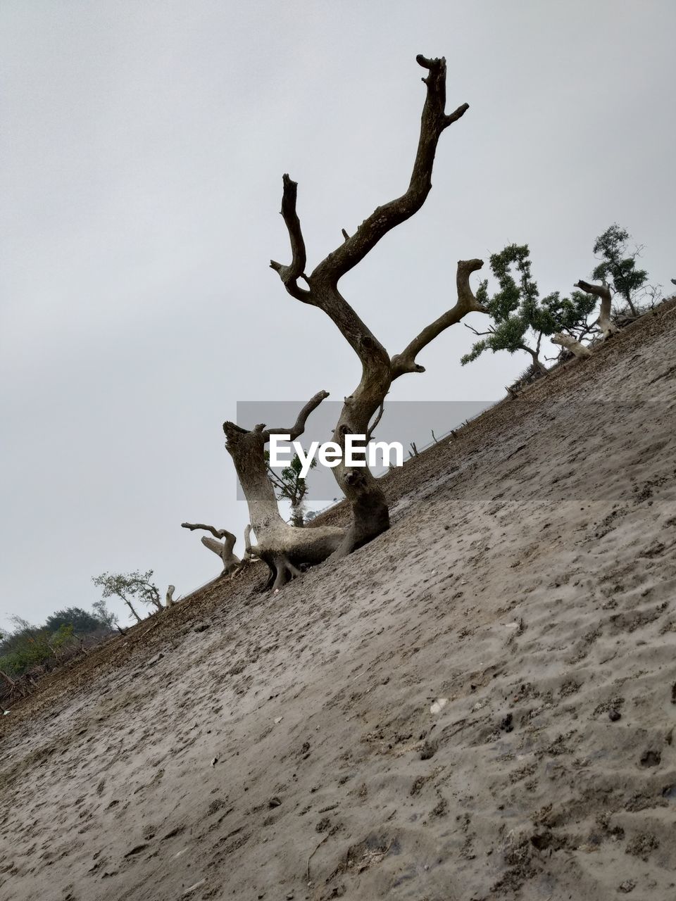 LOW ANGLE VIEW OF DEAD PLANT ON LAND