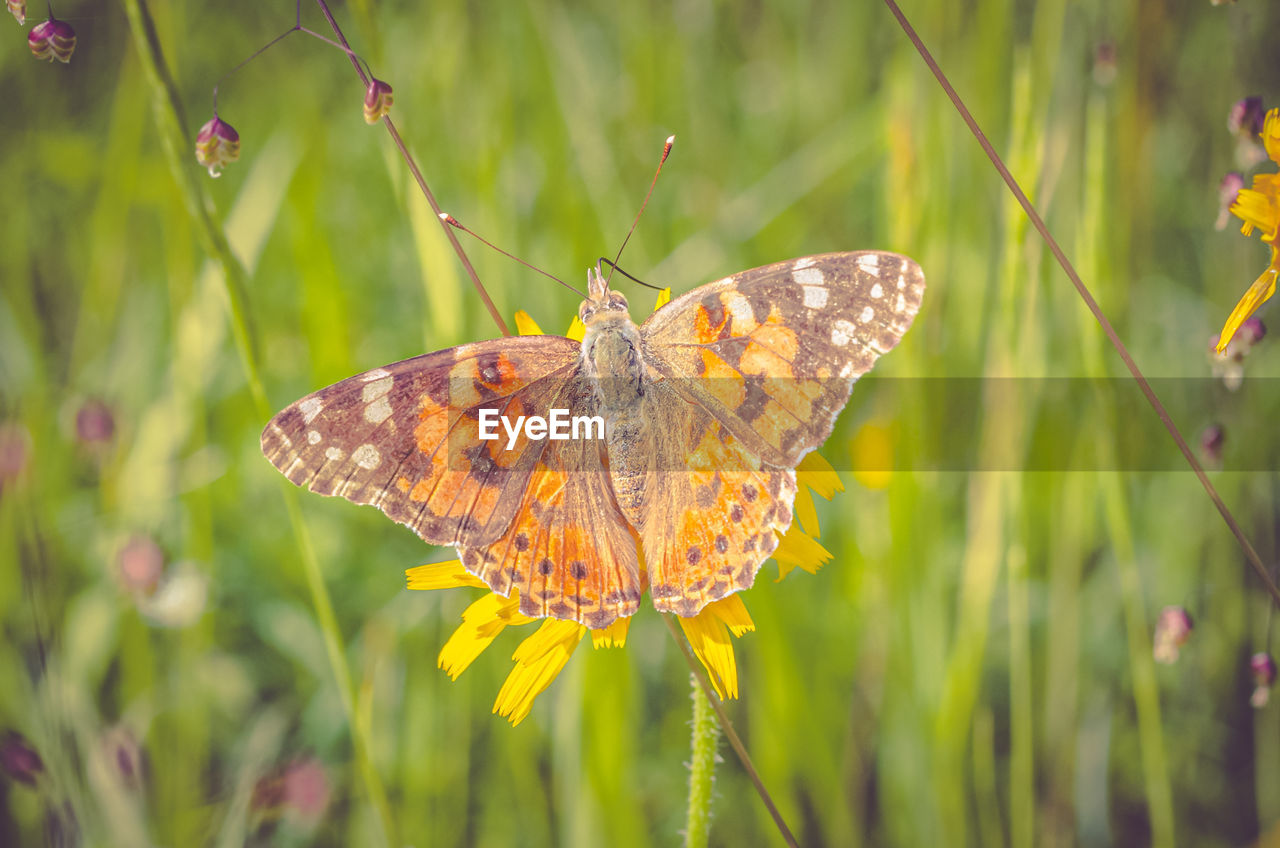 CLOSE-UP OF BUTTERFLY ON FLOWER