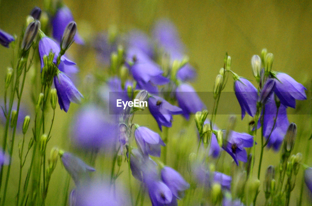 plant, flower, flowering plant, beauty in nature, freshness, purple, growth, fragility, close-up, nature, petal, iris, no people, flower head, inflorescence, selective focus, field, meadow, focus on foreground, macro photography, springtime, plant stem, harebell, day, green, land, wildflower, outdoors