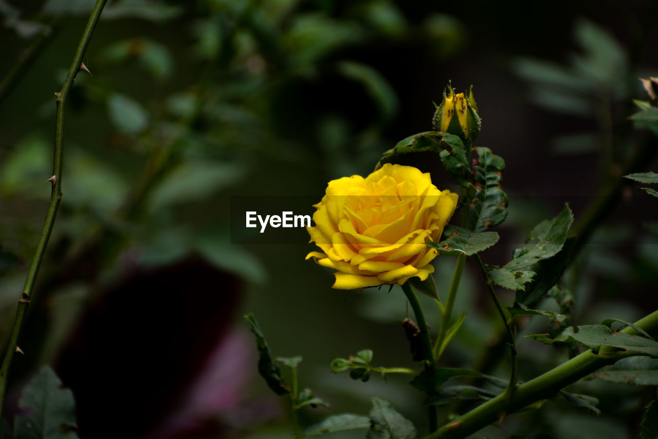 Close-up of yellow rose