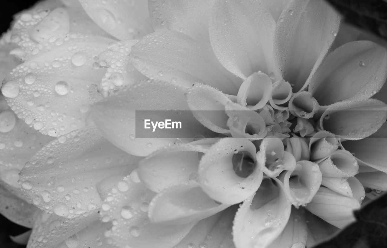 FULL FRAME SHOT OF WET FLOWERS